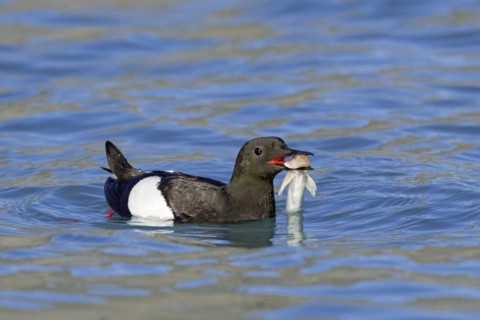 Black guillemot
