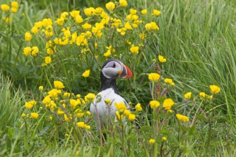 Atlantic puffin