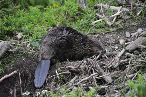 Eurasian beaver