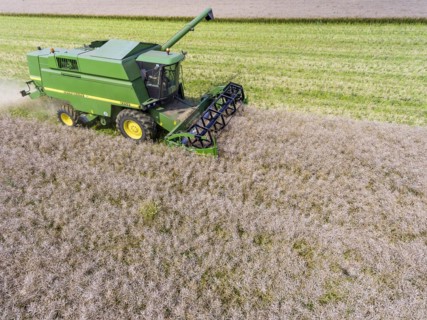 Grain harvest