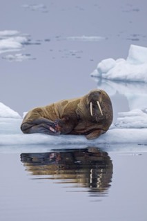 Walrus