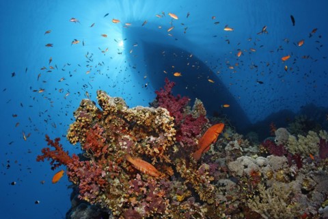 Coral reef with many different corals