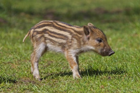 Wild boar
