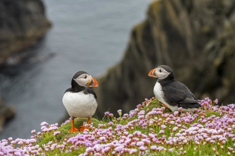 Two Atlantic puffins