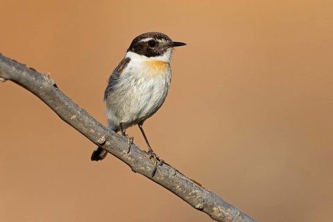 Canary islands stonechat