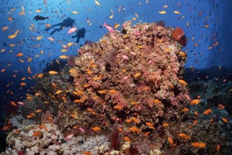 Large coral block