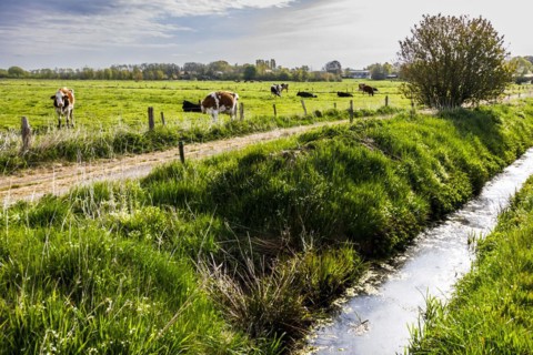 Herd of dairy cows in the meadow