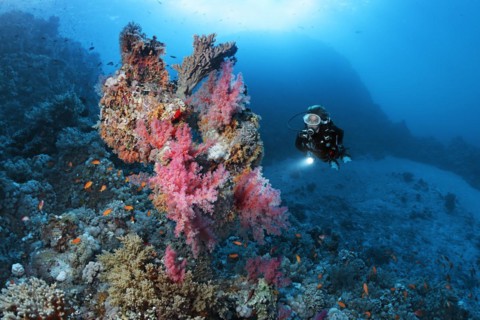 Diver looking at coral block on coral reef