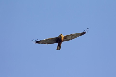 Western marsh harrier