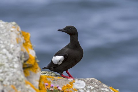 Black guillemot