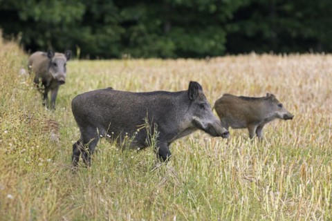 Wild boar