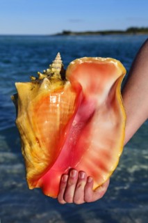 Conch Shell on Shroud Cay