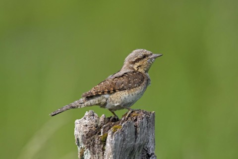 Eurasian wryneck