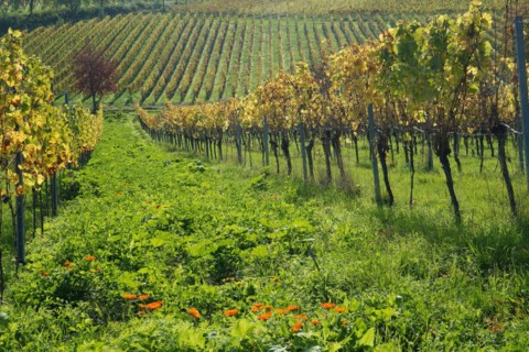 Vineyard