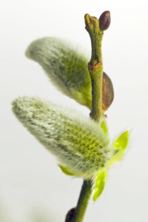 Flowering willow