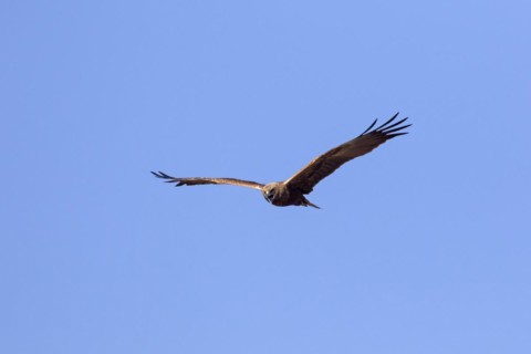 Western marsh harrier