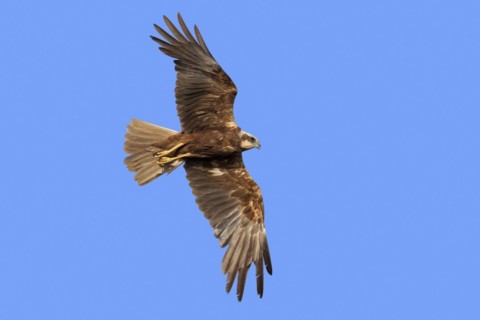 Western marsh harrier