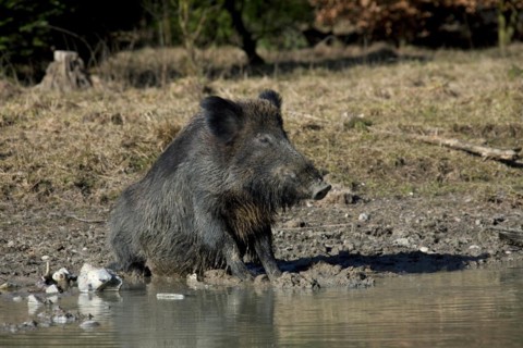 Wild boar