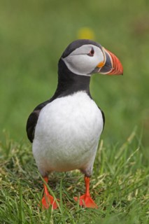 Atlantic puffin