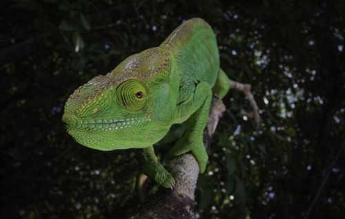 An adult female Parsons chameleon