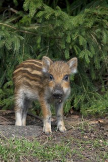 Wild boar