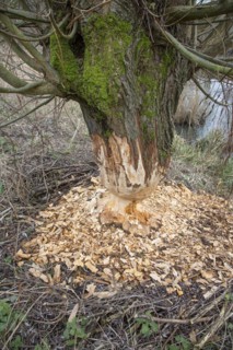 Thick tree trunk of pollard willow showing teeth marks and wood chips from gnawing by Eurasian beaver