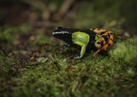 A cichlid frog of the genus