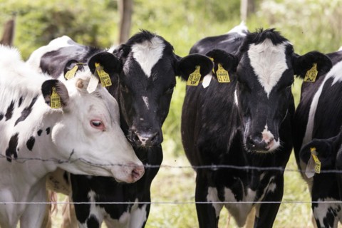 Cows in a paddock behind a pasture fence