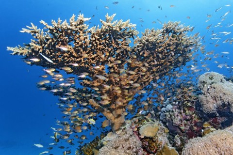 Shoal of fish