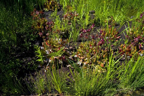 Silted garden pond in a bog
