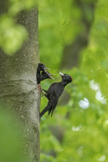 Black woodpecker