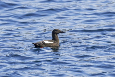 Black guillemot