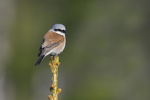Red-backed shrike