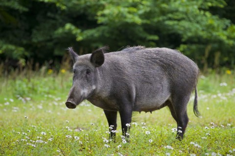 Wild boar