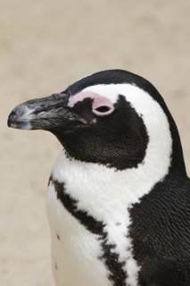 African penguin