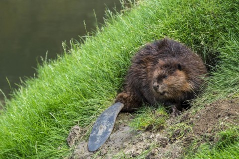 Eurasian beaver