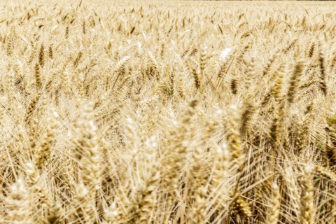 Triticale in a field
