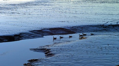 Duck family on a priel