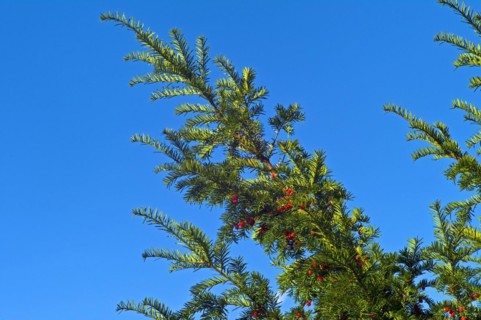 English yew