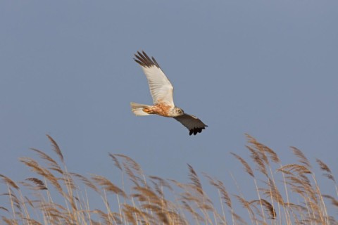 Marsh harrier