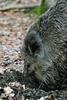 Close up of Wild boar