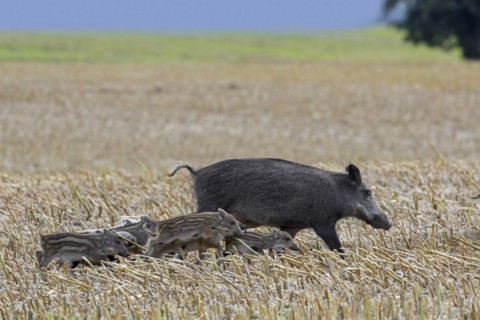 Wild boar