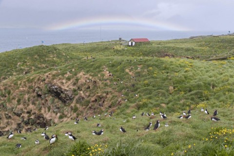 Atlantic puffins