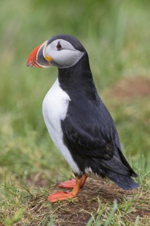 Atlantic puffin