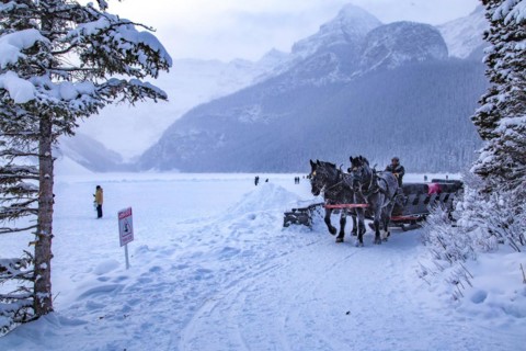 Horse-drawn carriage at the frozen mountain lake Lake Louise near Chateau Lake Louise
