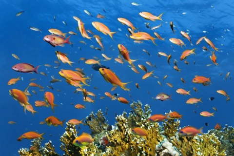 Shoal of fish