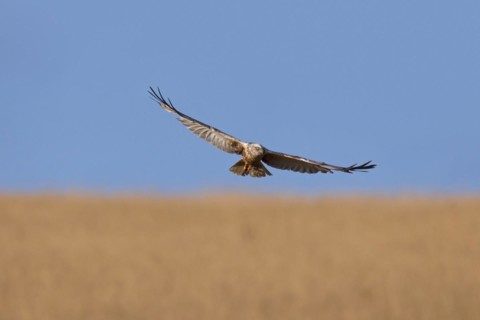 Western marsh harrier