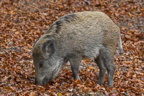 Wild boar
