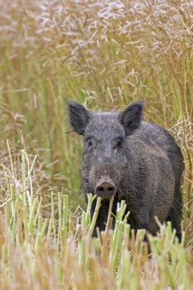 Solitary wild boar