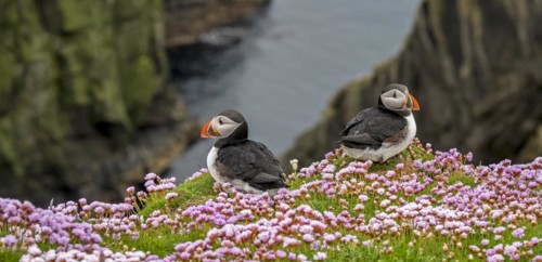 Two Atlantic puffins